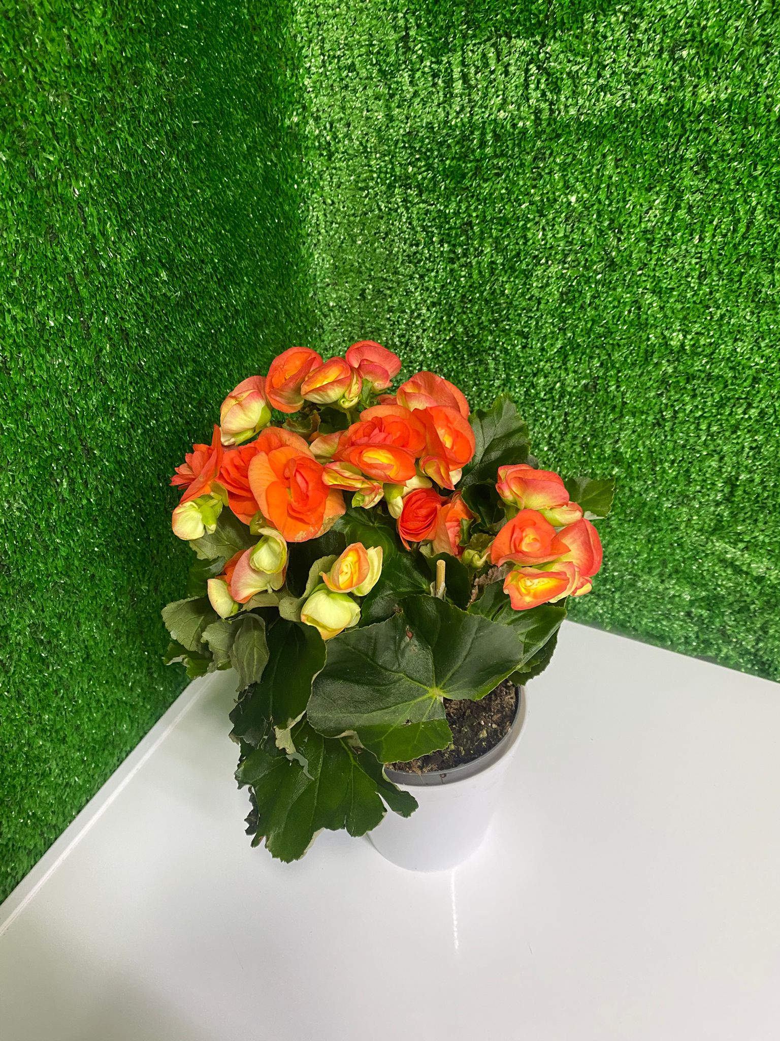 Turuncu Begonya (Canlı Saksı Çiçeği)